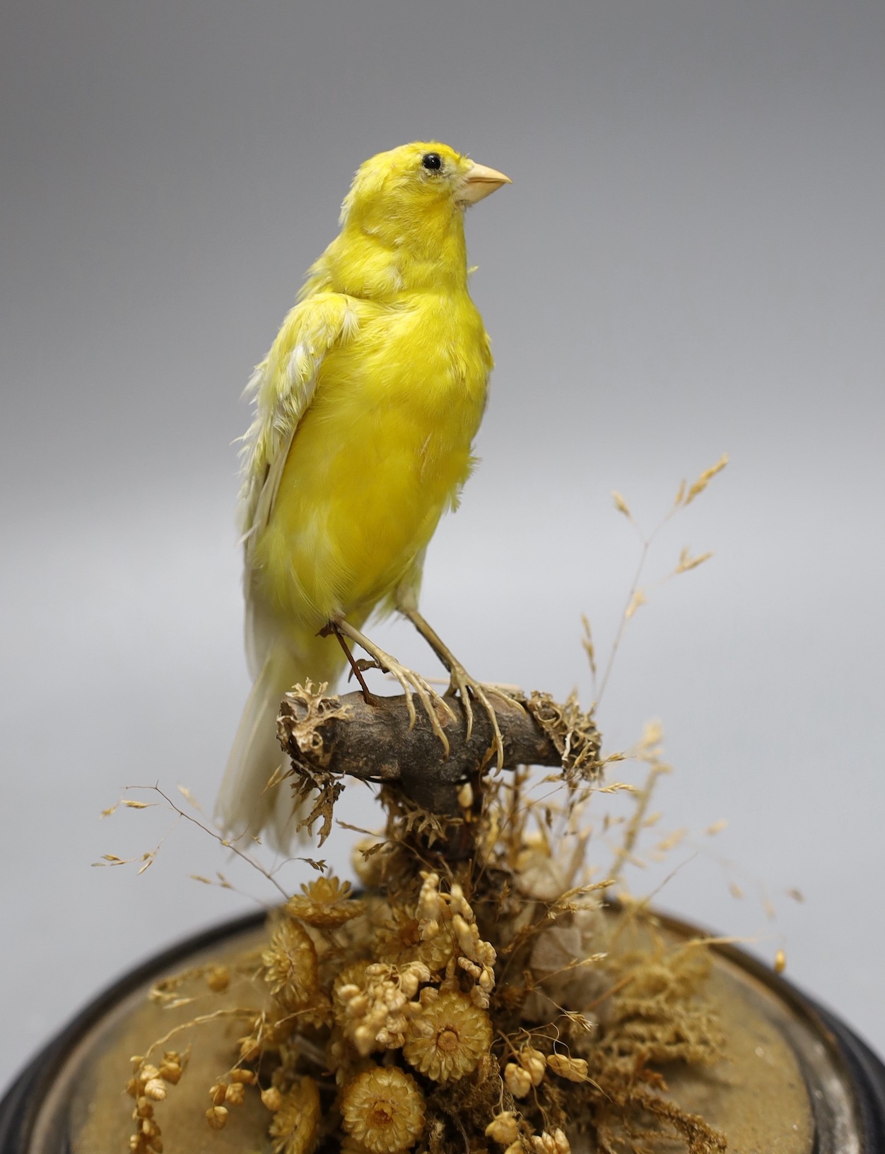 A taxidermy yellow Canary on stand, under a clear glass dome, 22cms high